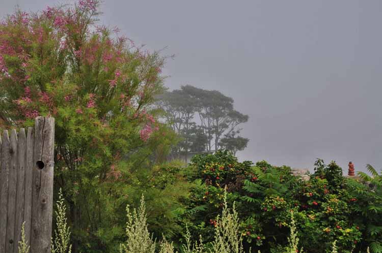 tree and fog